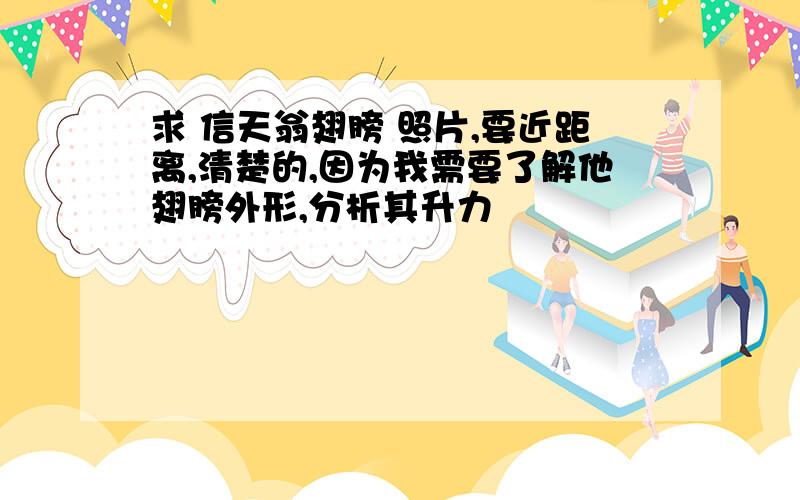 求 信天翁翅膀 照片,要近距离,清楚的,因为我需要了解他翅膀外形,分析其升力