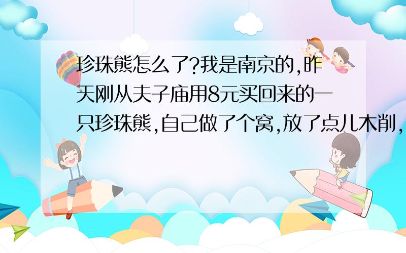 珍珠熊怎么了?我是南京的,昨天刚从夫子庙用8元买回来的一只珍珠熊,自己做了个窝,放了点儿木削,昨晚只给他吃了面包,没有什么裕沙,今天早上发现他没精神了,给它吃了莴苣叶子,没有洗澡?