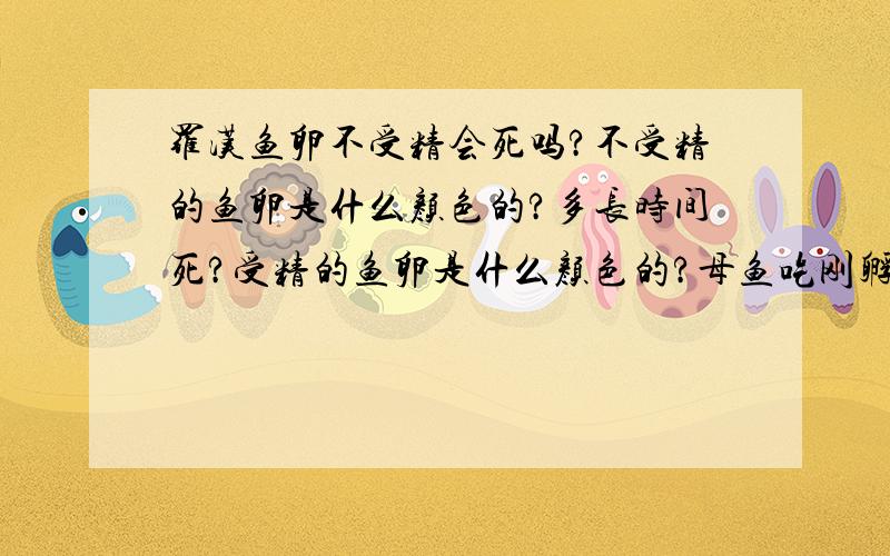 罗汉鱼卵不受精会死吗?不受精的鱼卵是什么颜色的?多长时间死?受精的鱼卵是什么颜色的?母鱼吃刚孵化出来的小鱼吗?