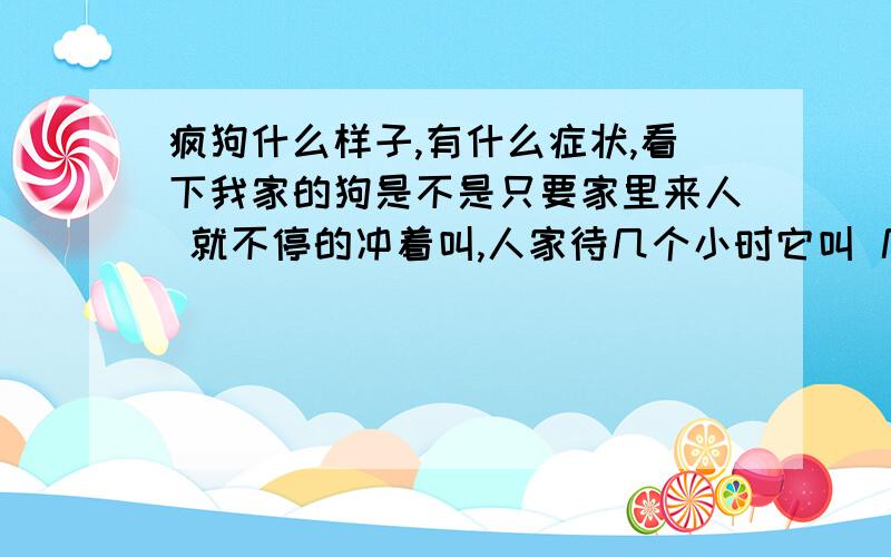 疯狗什么样子,有什么症状,看下我家的狗是不是只要家里来人 就不停的冲着叫,人家待几个小时它叫 几个小时,.不好好看着 还会给客人一口. 越打越狂,叫的越大声.出去遛狗的时候就不咬人