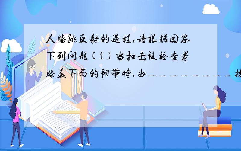 人膝跳反射的过程,请根据回答下列问题(1)当扣击被检查者膝盖下面的韧带时,由________接受信息 (2)获得的信息由_______传到脊髓中的_________ (3)信息处理后的人,指令由_______传递到_______作出反应