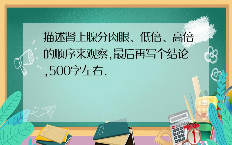 描述肾上腺分肉眼、低倍、高倍的顺序来观察,最后再写个结论,500字左右.