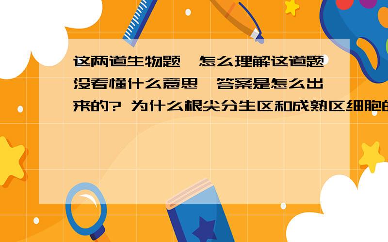 这两道生物题,怎么理解这道题没看懂什么意思,答案是怎么出来的? 为什么根尖分生区和成熟区细胞的细胞核中没有翻译过程,答案D怎么理解?