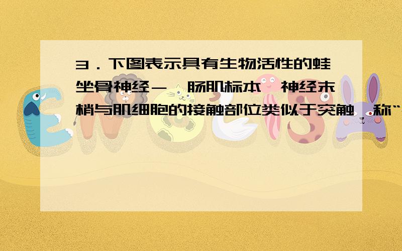 3．下图表示具有生物活性的蛙坐骨神经－腓肠肌标本,神经末梢与肌细胞的接触部位类似于突触,称“神经—肌接头”.下列叙述错误的是：C．电刺激②处,神经纤维上的电流计会记录到电位变