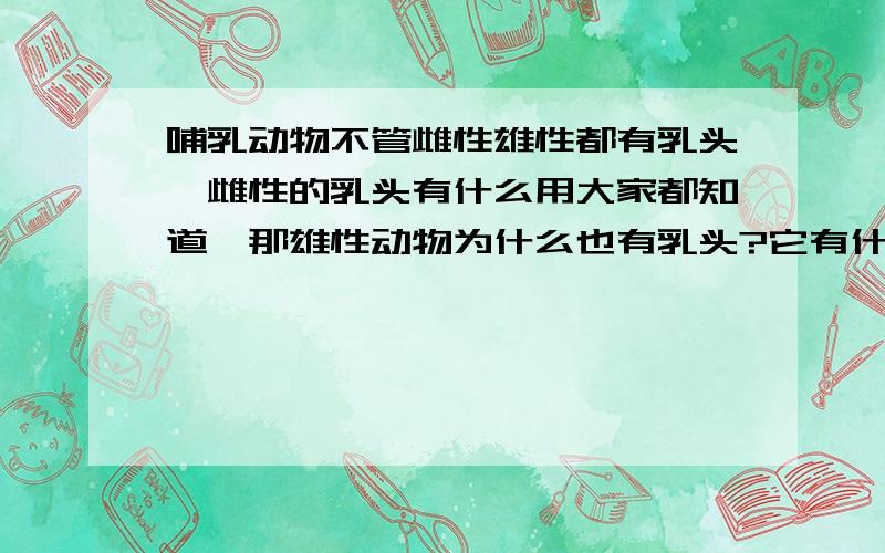 哺乳动物不管雌性雄性都有乳头,雌性的乳头有什么用大家都知道,那雄性动物为什么也有乳头?它有什么用呢