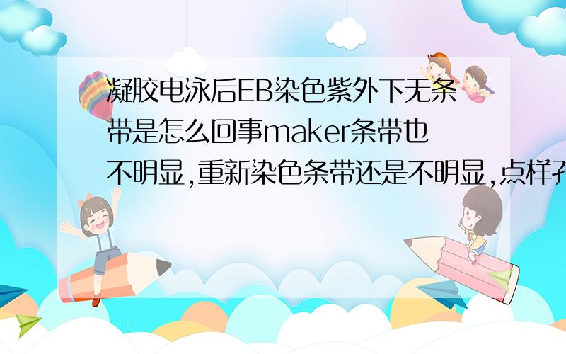 凝胶电泳后EB染色紫外下无条带是怎么回事maker条带也不明显,重新染色条带还是不明显,点样孔没有漏,不知道是什么原因