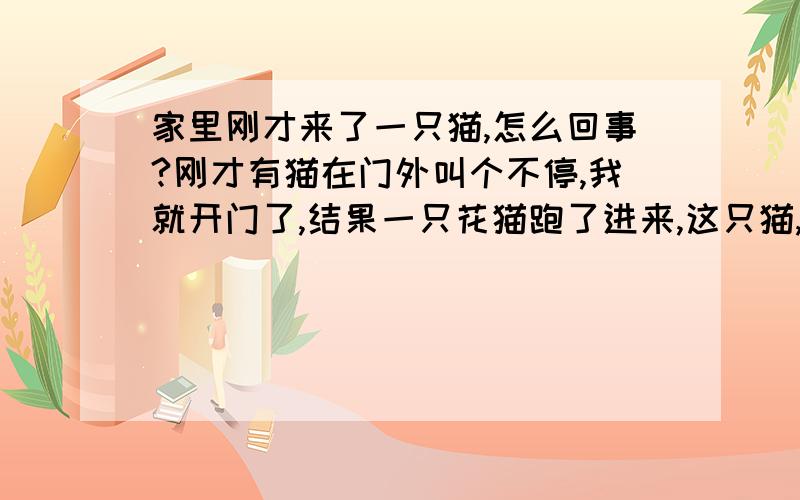 家里刚才来了一只猫,怎么回事?刚才有猫在门外叫个不停,我就开门了,结果一只花猫跑了进来,这只猫,黑白相间,好像还有一点点黄色,眼睛好像也是黄色的.好像很害怕,我喂它鱼不吃,把它放在