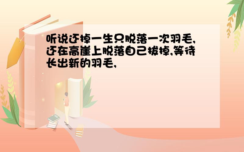 听说还掉一生只脱落一次羽毛,还在高崖上脱落自己拔掉,等待长出新的羽毛,