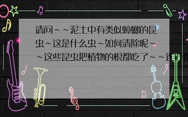 请问~~泥土中有类似蟑螂的昆虫~这是什么虫~如何清除呢~~这些昆虫把植物的根都吃了~~连叶都不放过~~