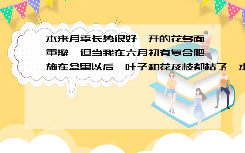 本来月季长势很好,开的花多面重瓣,但当我在六月初有复合肥施在盆里以后,叶子和花及枝都枯了,本来月季长势很好,开的花多面重瓣,但当我在六月初有复合肥施在盆里以后,叶子和花及枝都枯