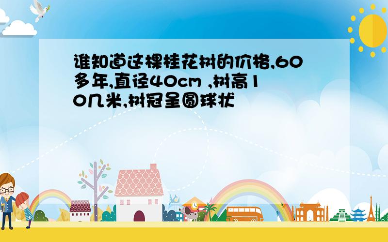 谁知道这棵桂花树的价格,60多年,直径40cm ,树高10几米,树冠呈圆球状