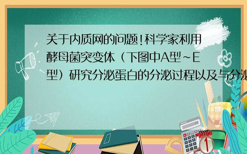 关于内质网的问题!科学家利用酵母菌突变体（下图中A型～E型）研究分泌蛋白的分泌过程以及与分泌相关的基因，揭示了囊泡运输的过程。野生型酵母菌能正常进行分泌蛋白的分泌，突变体