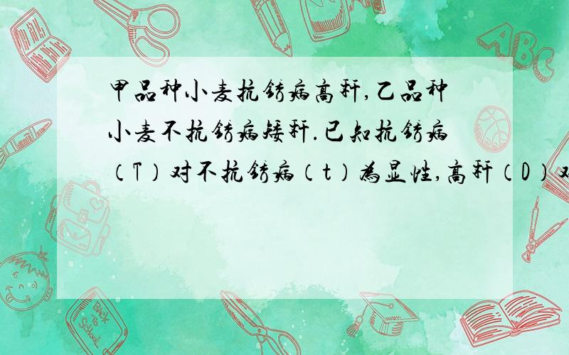 甲品种小麦抗锈病高秆,乙品种小麦不抗锈病矮秆.已知抗锈病（T）对不抗锈病（t）为显性,高秆（D）对矮秆（d）为显性.用甲乙两品种杂交的方法在后代选育抗病矮秆的新品种.请问F2有多少