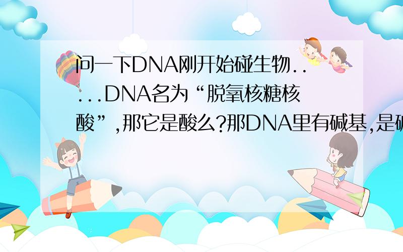 问一下DNA刚开始碰生物.....DNA名为“脱氧核糖核酸”,那它是酸么?那DNA里有碱基,是碱性的么?=_,=|||...酸碱不会中和么?呃.