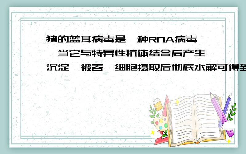 猪的蓝耳病毒是一种RNA病毒,当它与特异性抗体结合后产生沉淀,被吞噬细胞摄取后彻底水解可得到（）A.多种氨基酸 1种五碳糖B 一种氨基酸 4种脱氧核苷酸C 多种氨基酸 5种含氮碱基D 多种氨基