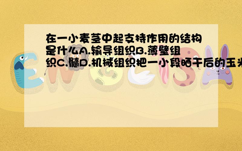 在一小麦茎中起支持作用的结构是什么A.输导组织B.薄壁组织C.髓D.机械组织把一小段晒干后的玉米杆或高粱杆，剥皮揉碎，最后剩下一绺绺细丝，这细丝是什么A.表皮B.机械组织C.维管束D.韧皮