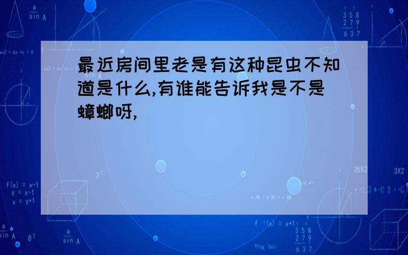 最近房间里老是有这种昆虫不知道是什么,有谁能告诉我是不是蟑螂呀,