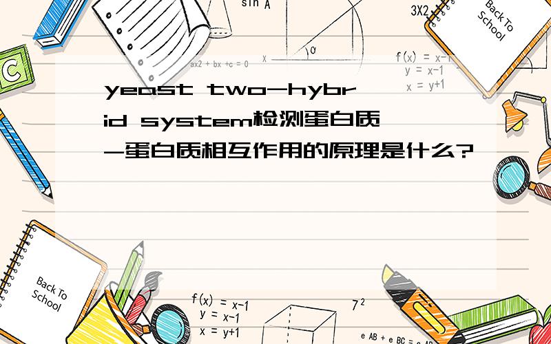 yeast two-hybrid system检测蛋白质-蛋白质相互作用的原理是什么?