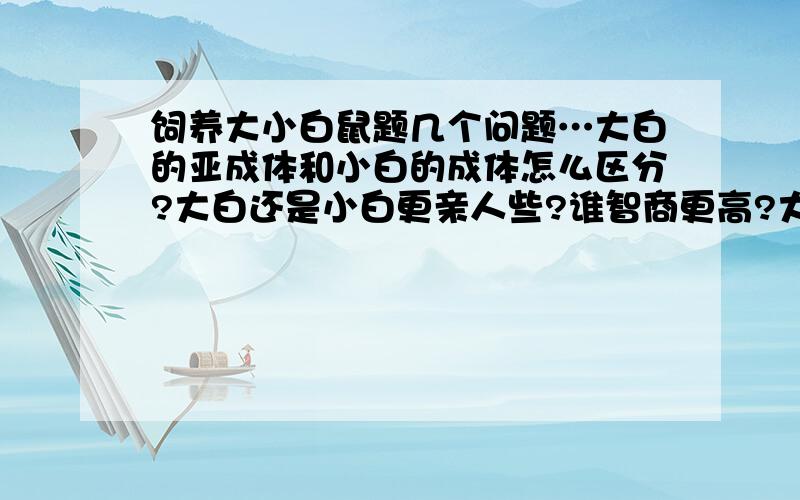 饲养大小白鼠题几个问题…大白的亚成体和小白的成体怎么区分?大白还是小白更亲人些?谁智商更高?大小白能不能养在一起?奶牛鼠不是豚鼠,是一种花色老鼠,就是有颜色的大白,在国外很流行