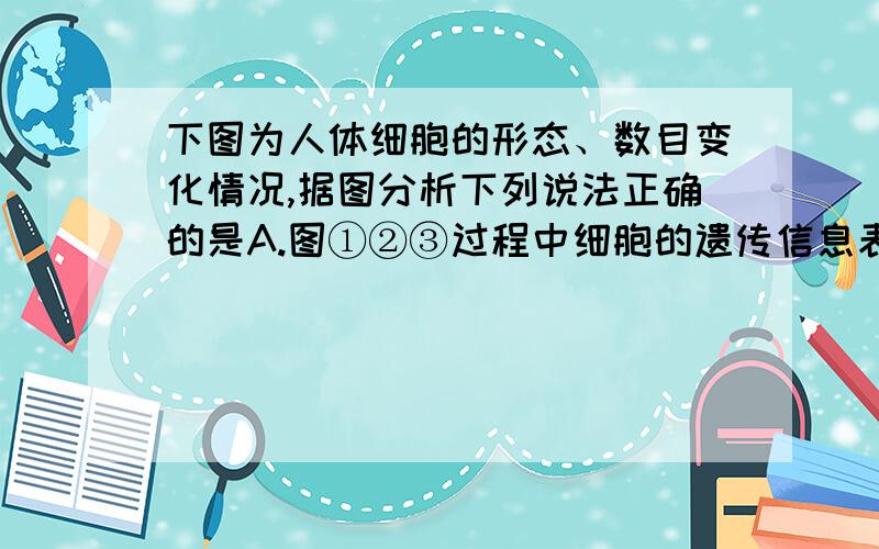 下图为人体细胞的形态、数目变化情况,据图分析下列说法正确的是A.图①②③过程中细胞的遗传信息表达过程不同B.①②③三个过程中已经发生了基因突变的是②③C.③过程使细胞的遗传物质