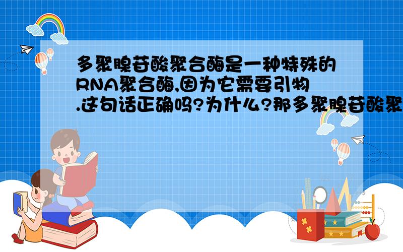 多聚腺苷酸聚合酶是一种特殊的RNA聚合酶,因为它需要引物.这句话正确吗?为什么?那多聚腺苷酸聚合酶的本质是蛋白质还是RNA？