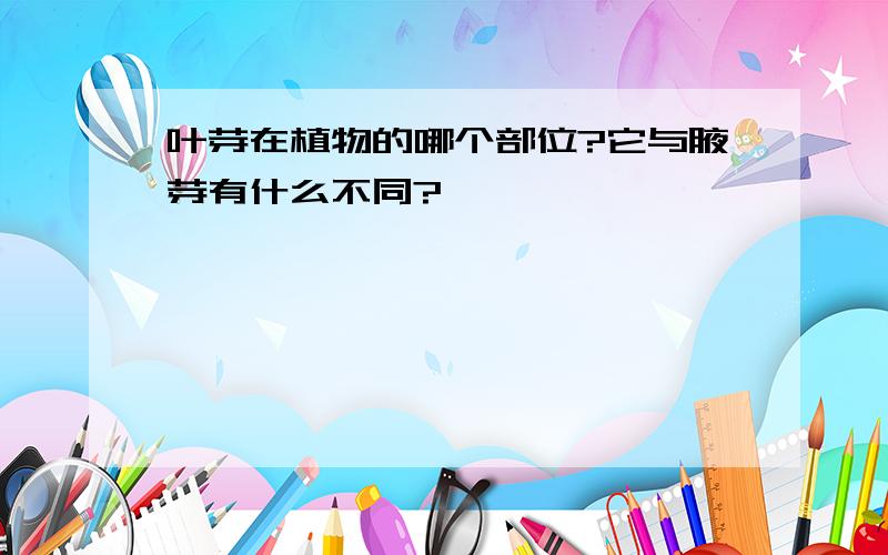 叶芽在植物的哪个部位?它与腋芽有什么不同?