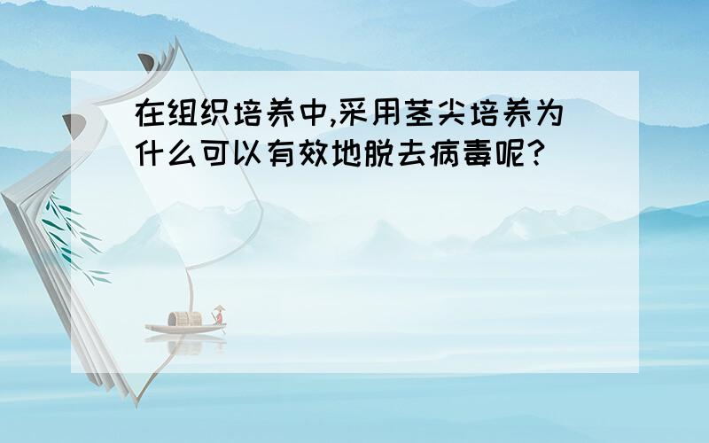 在组织培养中,采用茎尖培养为什么可以有效地脱去病毒呢?