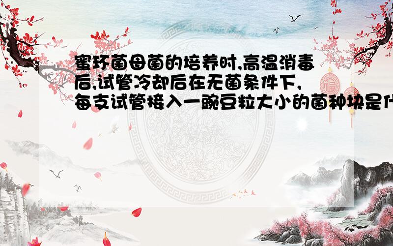 蜜环菌母菌的培养时,高温消毒后,试管冷却后在无菌条件下,每支试管接入一豌豆粒大小的菌种块是什么?这个菌块哪里有?这培养出来的还不是母菌吗?请高手指教,