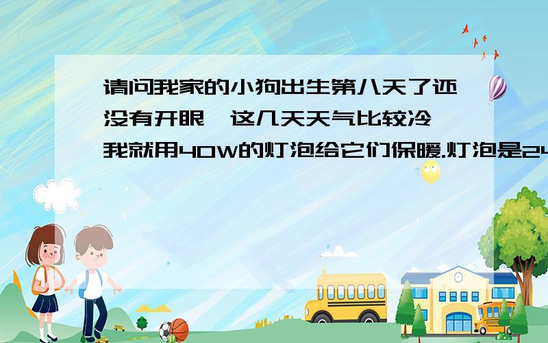 请问我家的小狗出生第八天了还没有开眼,这几天天气比较冷,我就用40W的灯泡给它们保暖.灯泡是24小时开着