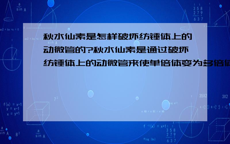 秋水仙素是怎样破坏纺锤体上的动微管的?秋水仙素是通过破坏纺锤体上的动微管来使单倍体变为多倍体的,哪么,到底秋水仙素是怎样破坏纺锤体上的动微管的呢?