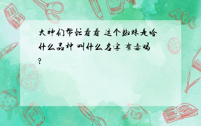 大神们帮忙看看 这个蜘蛛是啥什么品种 叫什么名字 有毒吗?