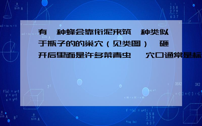 有一种蜂会靠衔泥来筑一种类似于瓶子的的巢穴（见类图）,砸开后里面是许多菜青虫 ,穴口通常是标准的圆,求此蜂的名称及习性.