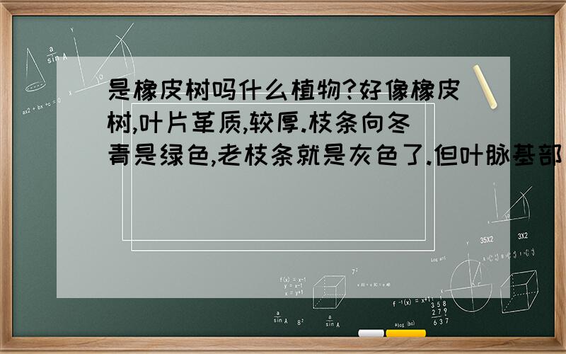 是橡皮树吗什么植物?好像橡皮树,叶片革质,较厚.枝条向冬青是绿色,老枝条就是灰色了.但叶脉基部三条弧形平行叶脉 ,所以不是,到底是什么树?