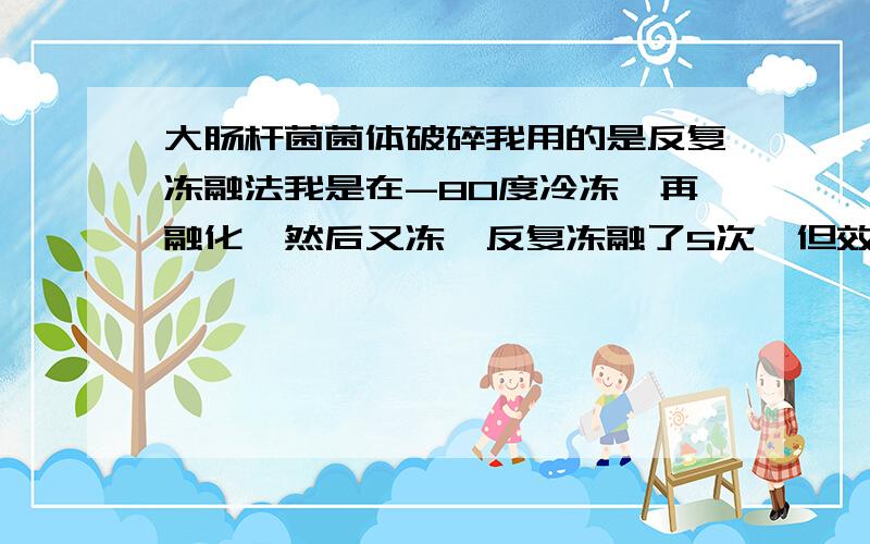 大肠杆菌菌体破碎我用的是反复冻融法我是在-80度冷冻,再融化,然后又冻,反复冻融了5次,但效果不佳,格兰氏阴性细菌的细胞壁不是较容易破碎吗?我不用容菌酶,因为我提取的就是壁上的脂多