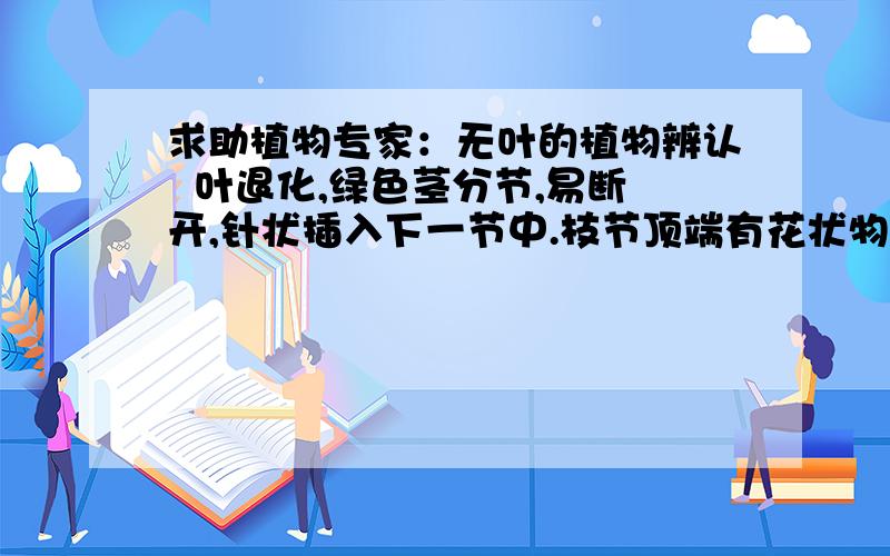 求助植物专家：无叶的植物辨认  叶退化,绿色茎分节,易断开,针状插入下一节中.枝节顶端有花状物,最末紫黑色.根黑色,似水草根,中空.@阔叶十大功劳搜了个资料对比了下,认为是节节草.木贼