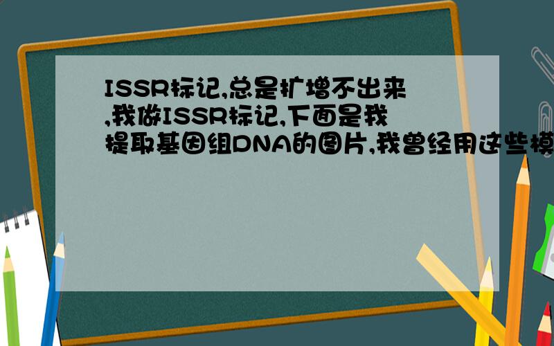 ISSR标记,总是扩增不出来,我做ISSR标记,下面是我提取基因组DNA的图片,我曾经用这些模板扩出来比较好的条带来,可是等我把所有样品的DNA全提取完成,再去做PCR的时候,就发现问题严重了.有时候