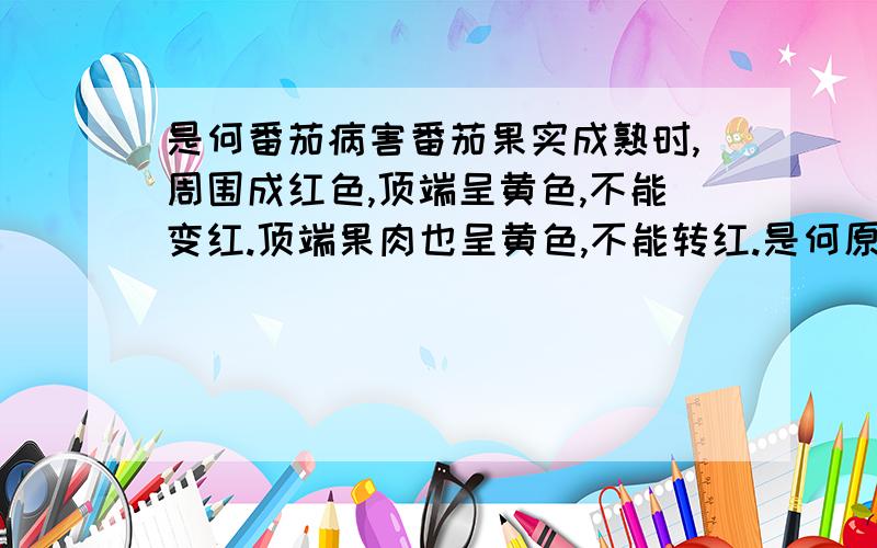 是何番茄病害番茄果实成熟时,周围成红色,顶端呈黄色,不能变红.顶端果肉也呈黄色,不能转红.是何原因?