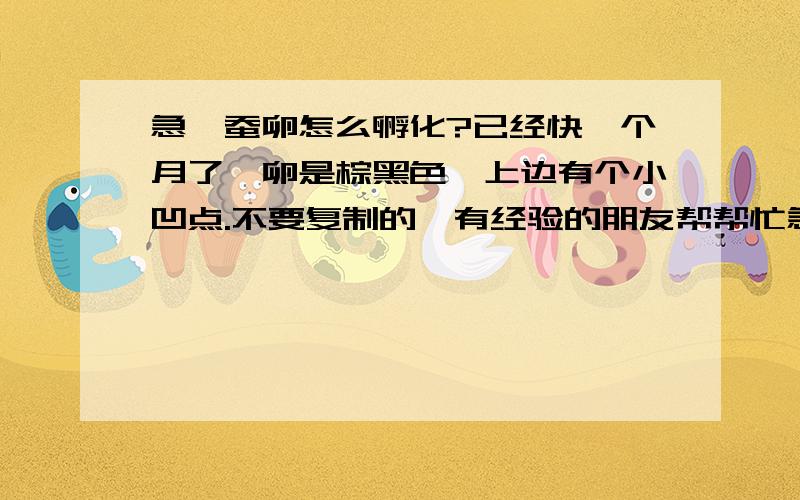 急,蚕卵怎么孵化?已经快一个月了,卵是棕黑色,上边有个小凹点.不要复制的,有经验的朋友帮帮忙急,蚕卵怎么孵化?已经快一个月了,卵是棕黑色,上边有个小凹点.   不要复制的,有经验的朋友帮