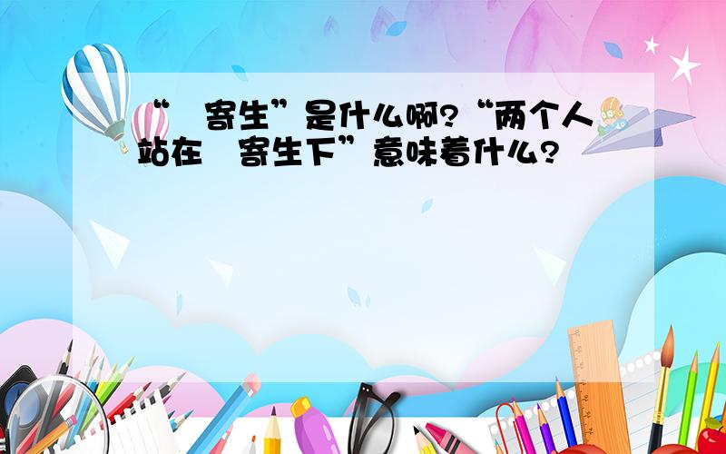 “檞寄生”是什么啊?“两个人站在檞寄生下”意味着什么?