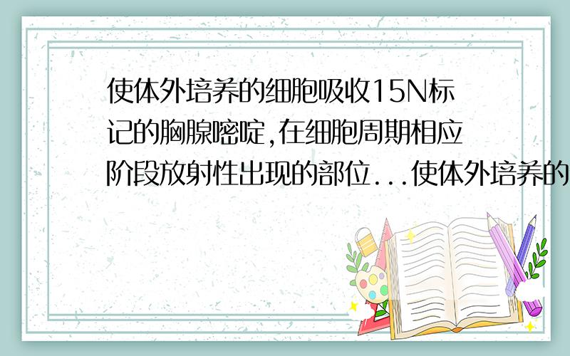 使体外培养的细胞吸收15N标记的胸腺嘧啶,在细胞周期相应阶段放射性出现的部位...使体外培养的细胞吸收15N标记的胸腺嘧啶,在细胞周期和相应阶段放射性出现的部位是A．分裂间期从细胞质