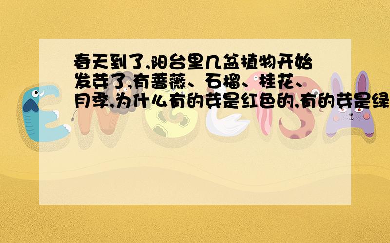 春天到了,阳台里几盆植物开始发芽了,有蔷薇、石榴、桂花、月季,为什么有的芽是红色的,有的芽是绿色的