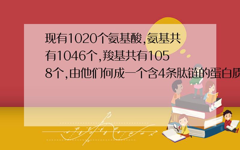 现有1020个氨基酸,氨基共有1046个,羧基共有1058个,由他们何成一个含4条肽链的蛋白质分子中肽键、氨基、羧基的数目分别是A 1019 27 39B 1019 1 1C1016 26 38 D 1016 30 42