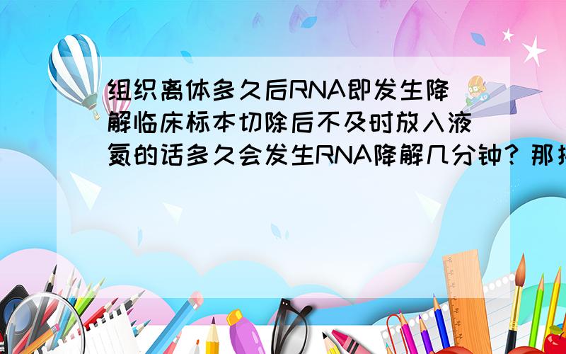 组织离体多久后RNA即发生降解临床标本切除后不及时放入液氮的话多久会发生RNA降解几分钟？那接触剪刀啊镊子啊是不是会增加降解的机会，切组织时用的剪刀镊子器皿是不是都要DEPC处理才