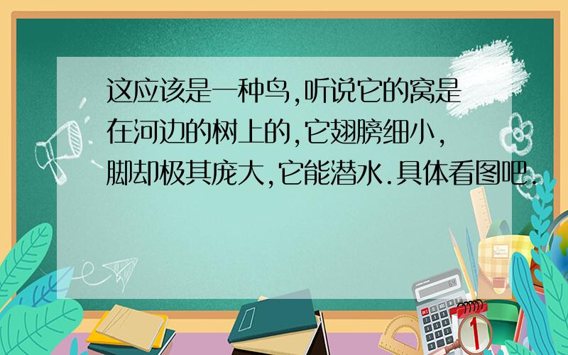 这应该是一种鸟,听说它的窝是在河边的树上的,它翅膀细小,脚却极其庞大,它能潜水.具体看图吧.