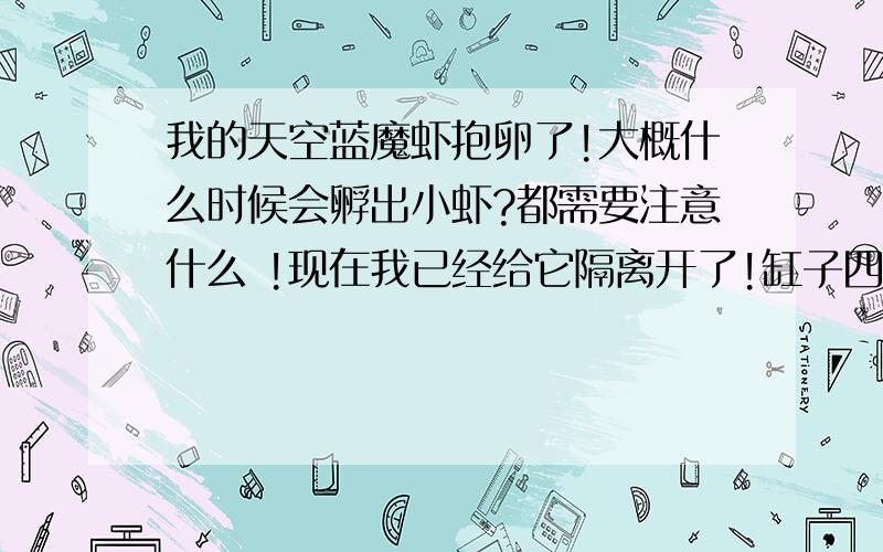 我的天空蓝魔虾抱卵了!大概什么时候会孵出小虾?都需要注意什么 !现在我已经给它隔离开了!缸子四周已经用纸包上了!温度现在是28度 !还需要注意什么?