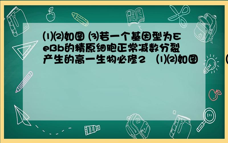 ⑴⑵如图 ⑶若一个基因型为EeBb的精原细胞正常减数分裂产生的高一生物必修2   ⑴⑵如图        ⑶若一个基因型为EeBb的精原细胞正常减数分裂产生的精子为Eb,则另外与其同时产生第三个精子