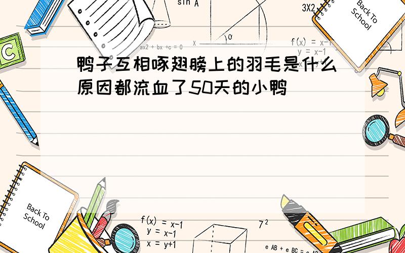 鸭子互相啄翅膀上的羽毛是什么原因都流血了50天的小鸭