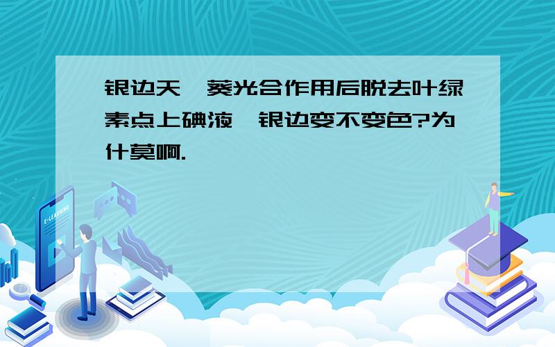 银边天竺葵光合作用后脱去叶绿素点上碘液,银边变不变色?为什莫啊.