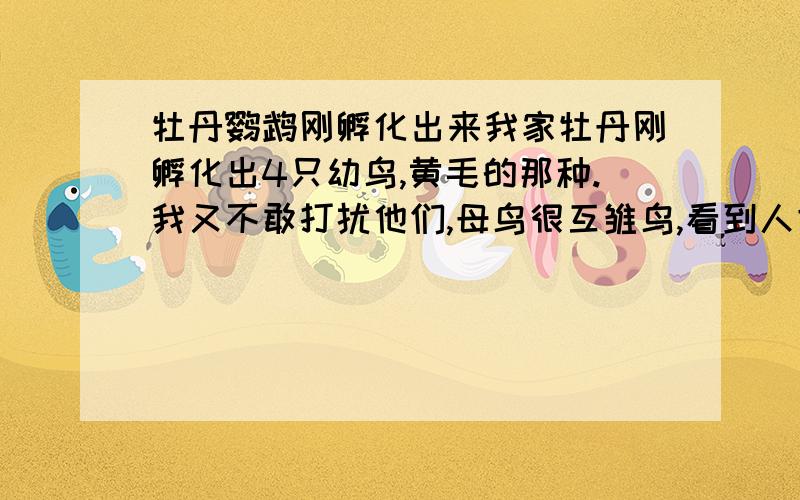 牡丹鹦鹉刚孵化出来我家牡丹刚孵化出4只幼鸟,黄毛的那种.我又不敢打扰他们,母鸟很互雏鸟,看到人靠近就咬人.我现在也不知道怎么办拉.请各位高手指点一下.我代我家鸟儿谢谢大家啦.