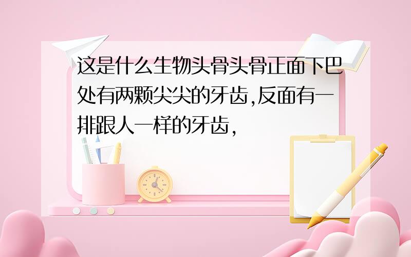 这是什么生物头骨头骨正面下巴处有两颗尖尖的牙齿,反面有一排跟人一样的牙齿,